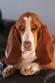 Sofa Basset by Penelope Smith
