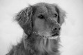    Snow Dog by Penelope Smith