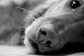    Nosey by Penelope Smith