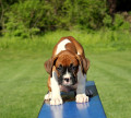 Boxer Pup by Penelope Smith