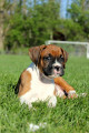 Boxer Pup II by Penelope Smith