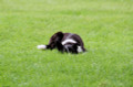   Border Collie Camoulflage by Penelope Smith
