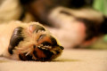   Paw Power by Penelope Smith