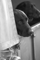 Landrover Labradors by Jake Eastham