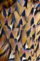 Pheasant Feathers by Jake Eastham