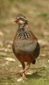 Running Partridge by Jake Eastham
