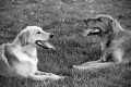    Contented by Penelope Smith