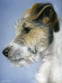  Echo Jack Russell by Marc Mitchard