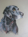Portraiture Sample of Freddy in Pastel by Tor Hildyard