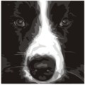 Print of Collie Wobbles by Emily Burrowes