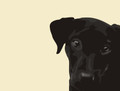 Print of Black Labrador by Emily Burrowes