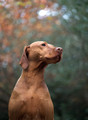 Pet Portrait Photography Sample of a Vizsla by Eloise Leyden