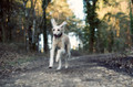 Pet Portrait Photography Sample of a Saluki by Eloise Leyden