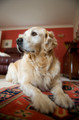 Pet Portrait Photography Sample of a Golden Retreiver by Eloise Leyden