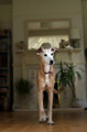 Pet Portrait Photography Sample of a Long Dog by Eloise Leyden