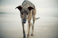 Pet Portrait Photography Sample of a Greyhound by Eloise Leyden
