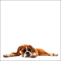 Boxer Photograph by Chris Pethick Pet Portrait Photographer