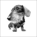 Wirehaired Dachshund Photograph by Chris Pethick Pet Portrait Photographer