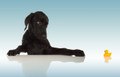 A Black Labrador Puppy with Duck  Photograph by Chris Pethick Pet Portrait Photographer