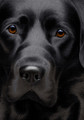Larger Than Life Black Lab III by Nigel Hemming