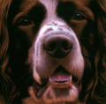 Larger Than Life Springer I by Nigel Hemming