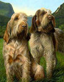   Latin Spirit Spinone Painting by Nigel Hemming