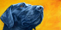 Black Labrador Study by Thuline de Cock