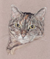 Portraiture Sample of Tufty by Hannah Steedman