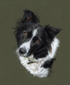 Portraiture Sample of Twig by Hannah Steedman