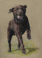Alfie Portraiture Sample by Hannah Steedman
