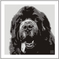 Print of Newfoundland on Grey by Emily Burrowes