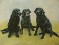 Portraiture Sample of Three Lovely Labradors in Pastel by Tor Hildyard