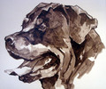   Rottweiler by Ian Mason