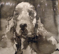  Cocker Spaniel by Ian Mason