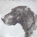  Pointer III German Shorthaired by Ian Mason