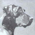   Great Dane I by Ian Mason