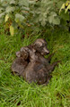 Friendship a Bronze Labrador Sculpture by Rosemary Cook