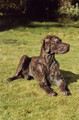 Persephone Lifesized Great Dane Sculpture by Rosemary Cook