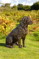 Quilla a Lifesized Labrador Sculpture by Rosemary Cook