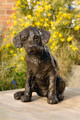 Curiosity a Labrador Pup Sculpture by Rosemary Cook