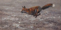  Making a Dash by Paul Apps