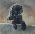    Labrador Puppy by Paul Apps
