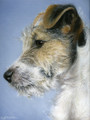 Card by Marc Mitchard from an original painting of Echo the Jack Russell