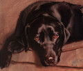   Black Labrador Painting by Hazel Morgan