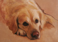   Golden Retriever Painting by Hazel Morgan