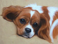   Cavalier King Charles Spaniel Painting by Hazel Morgan