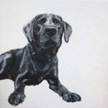  Black Lab by Coral Hutchings