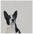Border Collie Painting by Coral Hutchings