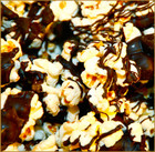 Chocolate Drizzled Popcorn - All Natural Popcorn