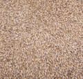 UK Maris Otter Pale Ale, 1 lb
